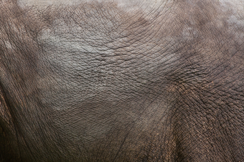 Elephant Skin closeup